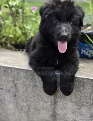 3-6 months Male Purebred German Shepherd