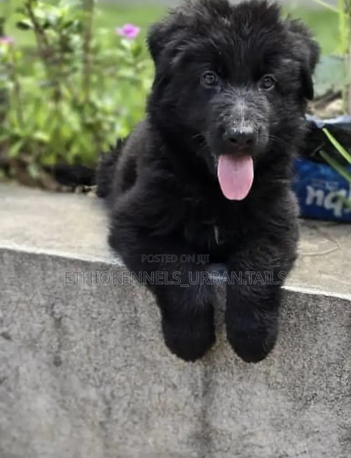 3-6 months Male Purebred German Shepherd