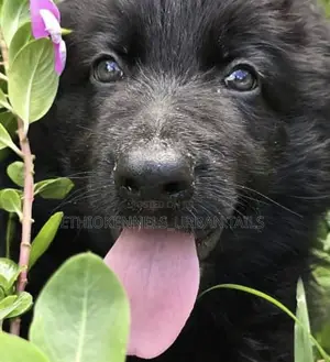 3-6 months Male Purebred German Shepherd
