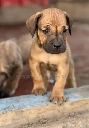 Photo - 1-3 months Male Purebred Mastiff