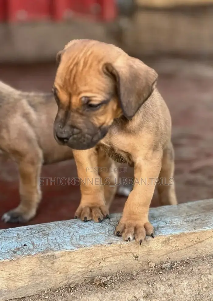 1-3 months Male Purebred Mastiff