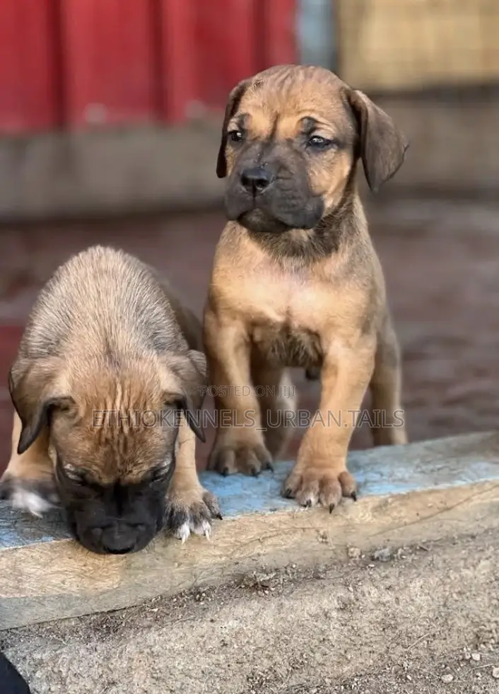 1-3 months Male Purebred Mastiff