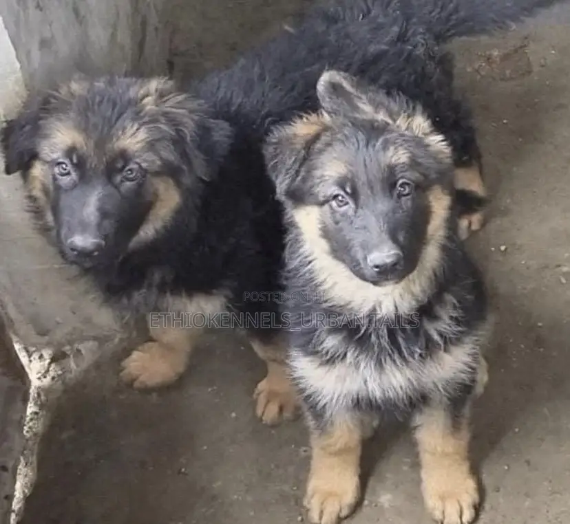 1-3 months Female Purebred German Shepherd