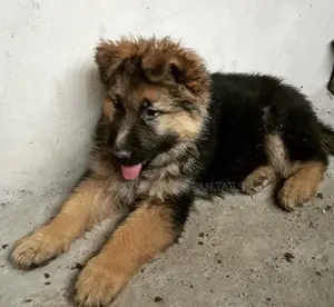 1-3 months Female Purebred German Shepherd