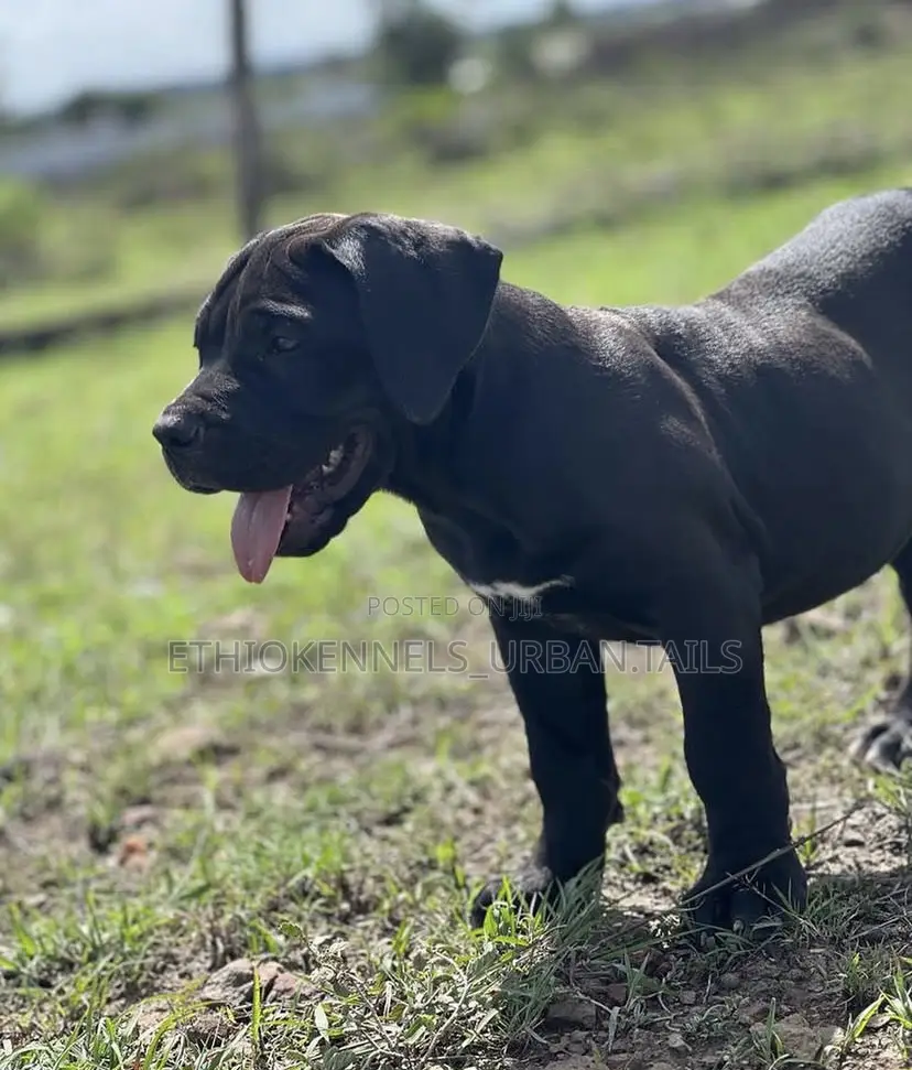 1-3 months Male Purebred Boerboel