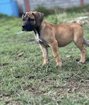 Photo - 1-3 months Male Purebred Boerboel