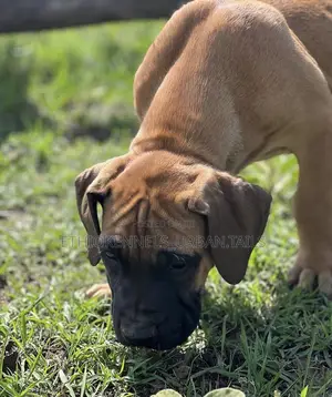 1-3 months Male Purebred Boerboel
