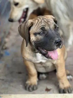 1-3 months Male Purebred Boerboel