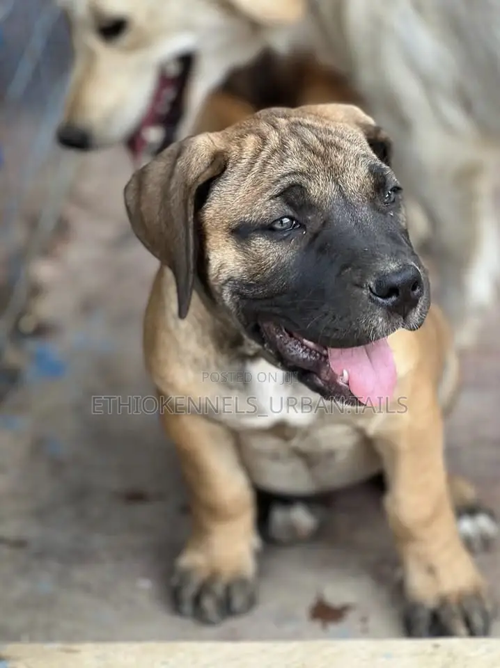 1-3 months Male Purebred Boerboel