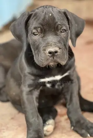 1-3 months Male Purebred Boerboel
