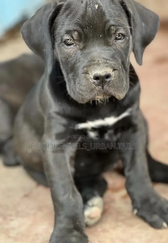 1-3 months Male Purebred Boerboel