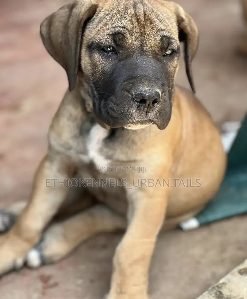 1-3 months Male Purebred Boerboel
