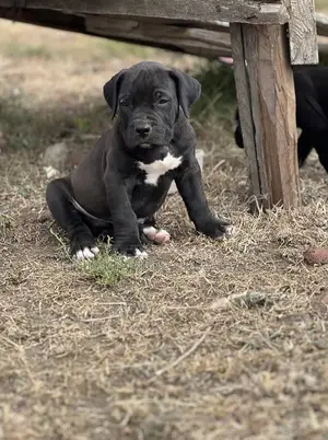 1-3 months Male Purebred Boerboel
