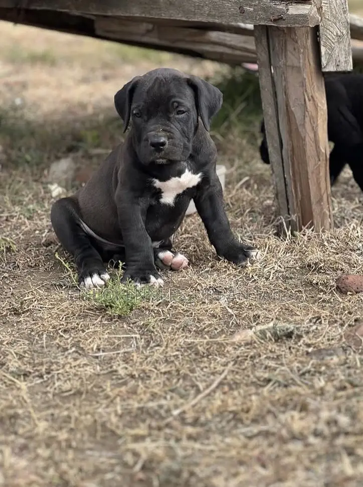 1-3 months Male Purebred Boerboel