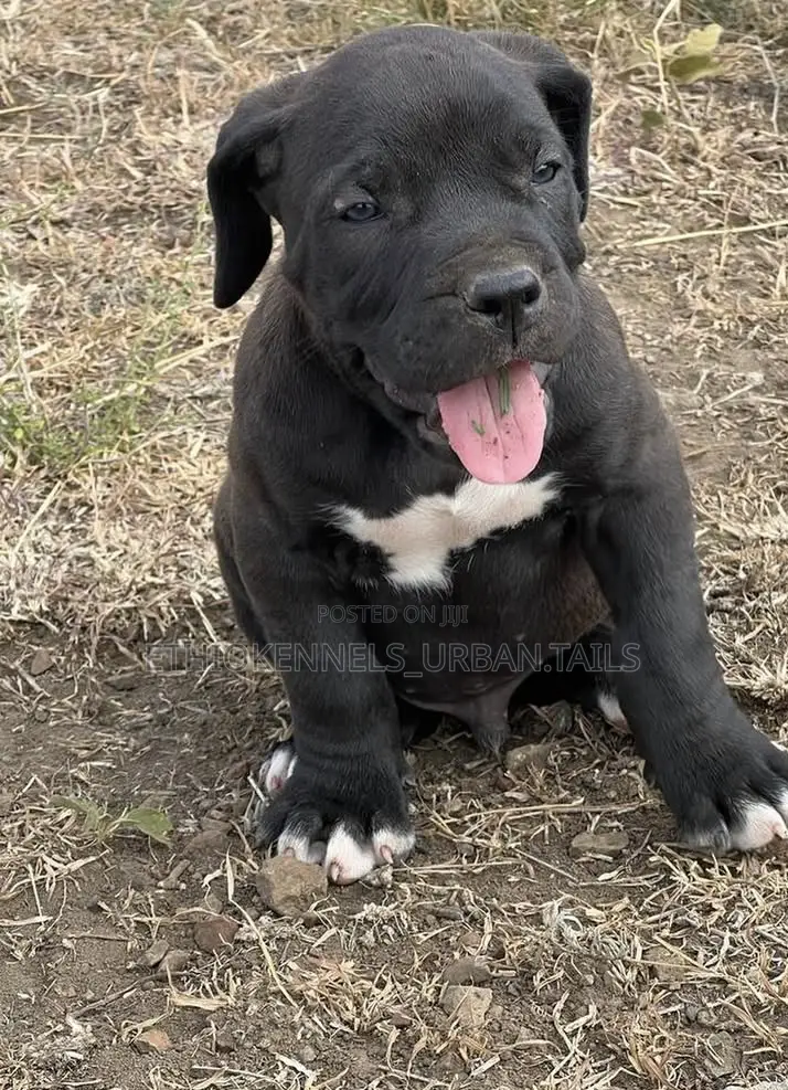 1-3 months Male Purebred Boerboel