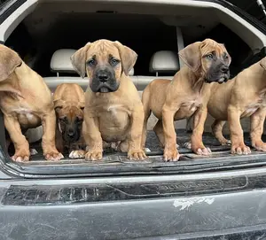 Photo - 1-3 months Male Purebred Boerboel