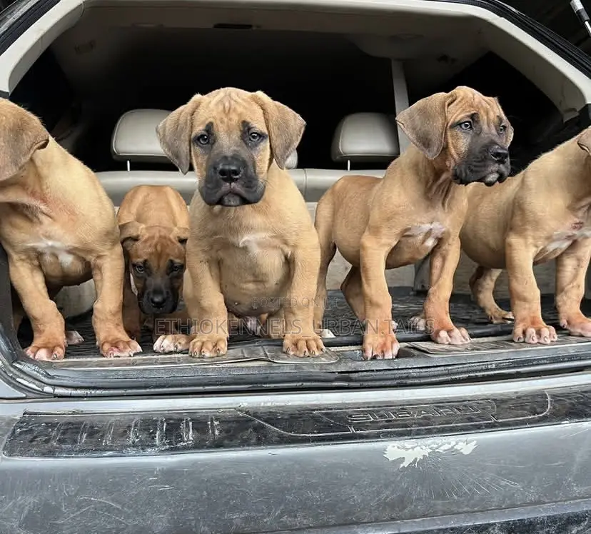 1-3 months Male Purebred Boerboel