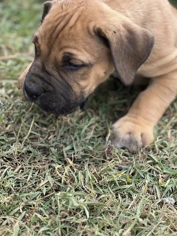 1-3 months Male Purebred Boerboel
