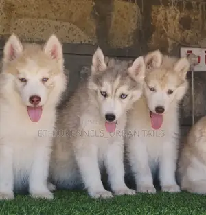 Photo - 1-3 months Male Purebred Siberian Husky