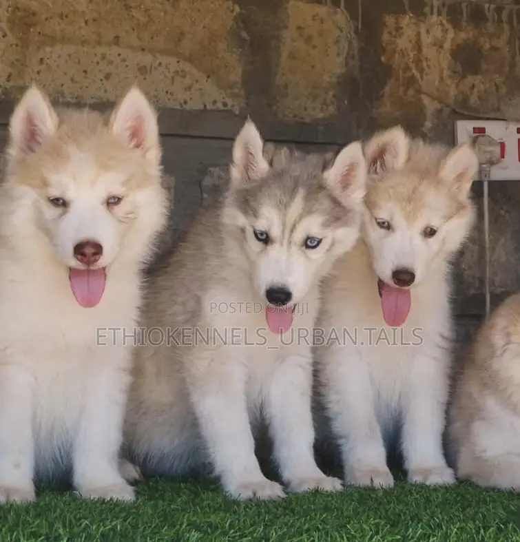 1-3 months Male Purebred Siberian Husky