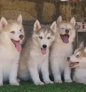 1-3 months Male Purebred Siberian Husky