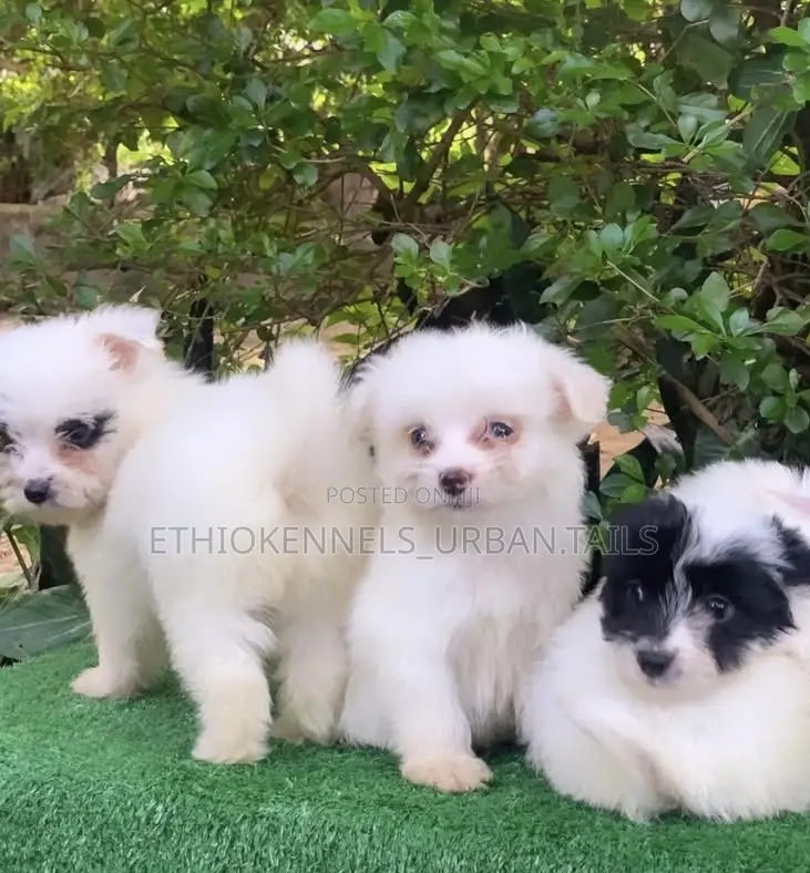 1-3 months Female Mixed Breed Maltese