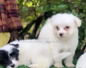 1-3 months Female Mixed Breed Maltese