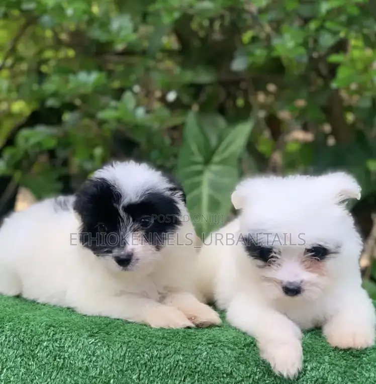 1-3 months Female Mixed Breed Maltese