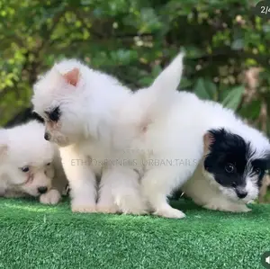 1-3 months Female Mixed Breed Maltese
