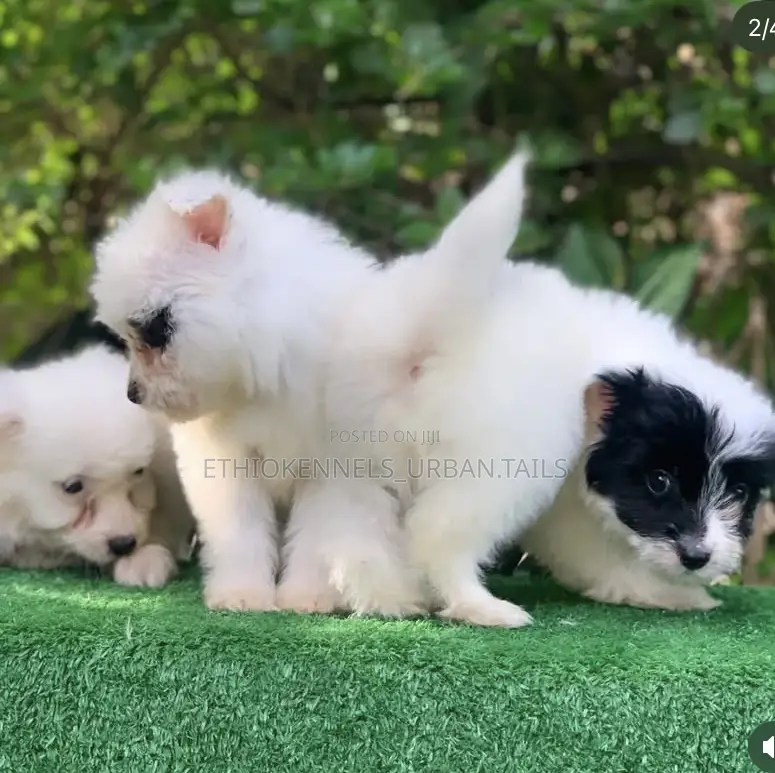1-3 months Female Mixed Breed Maltese