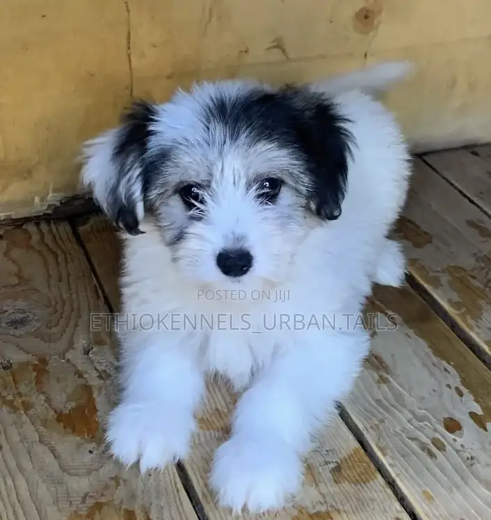 1-3 months Male Purebred Maltese