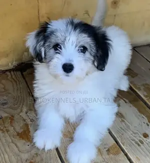 1-3 months Male Purebred Maltese