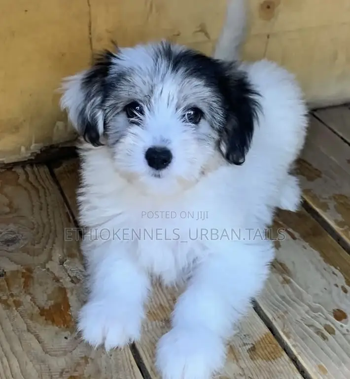 1-3 months Male Purebred Maltese