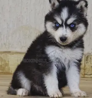 1-3 months Male Purebred Siberian Husky