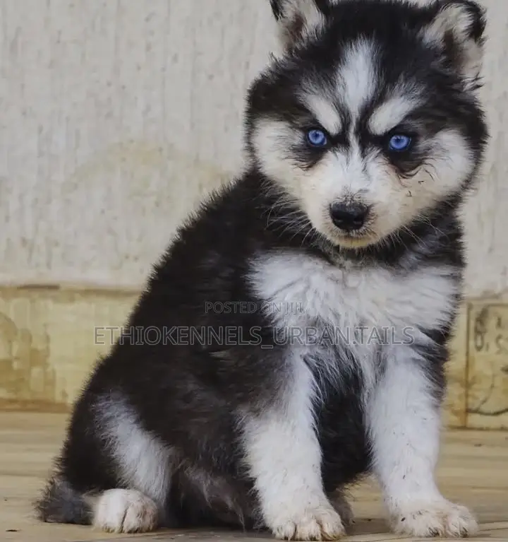 1-3 months Male Purebred Siberian Husky