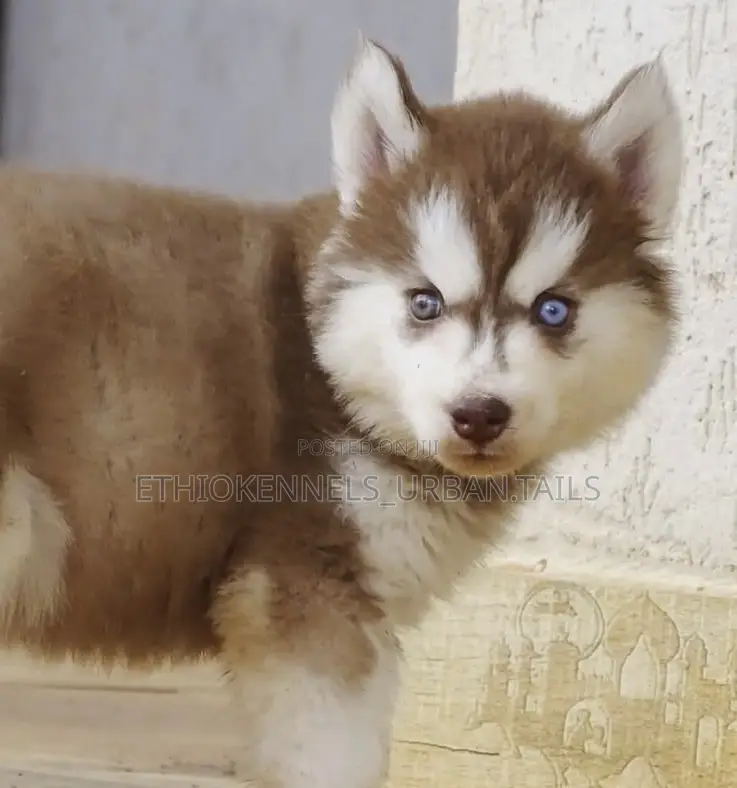 1-3 months Male Purebred Siberian Husky