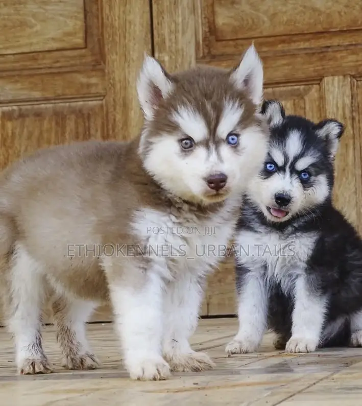 1-3 months Female Purebred Siberian Husky