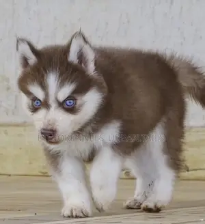 1-3 months Female Purebred Siberian Husky