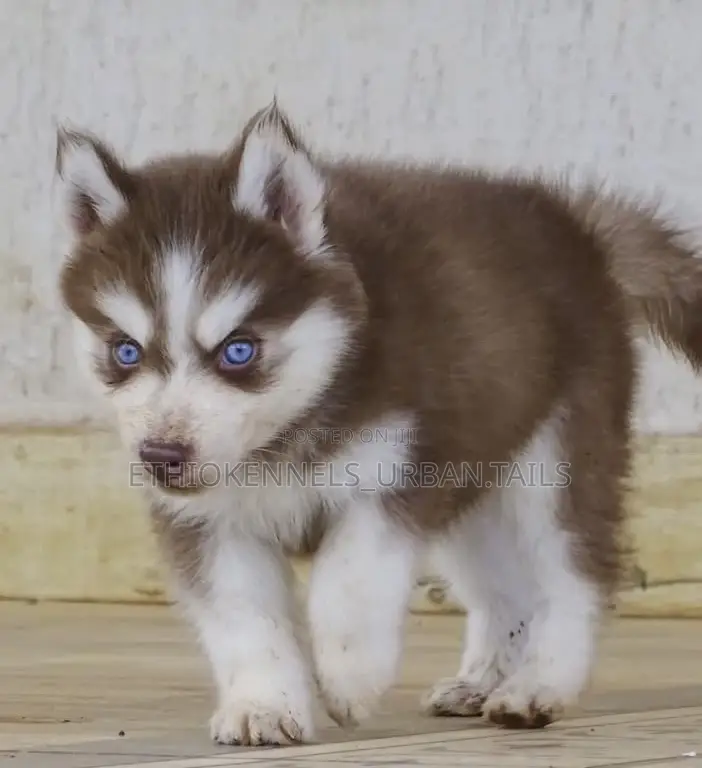 1-3 months Female Purebred Siberian Husky