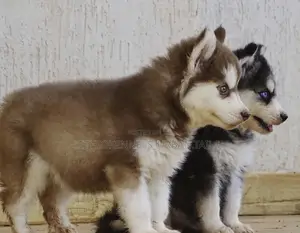 1-3 months Female Purebred Siberian Husky