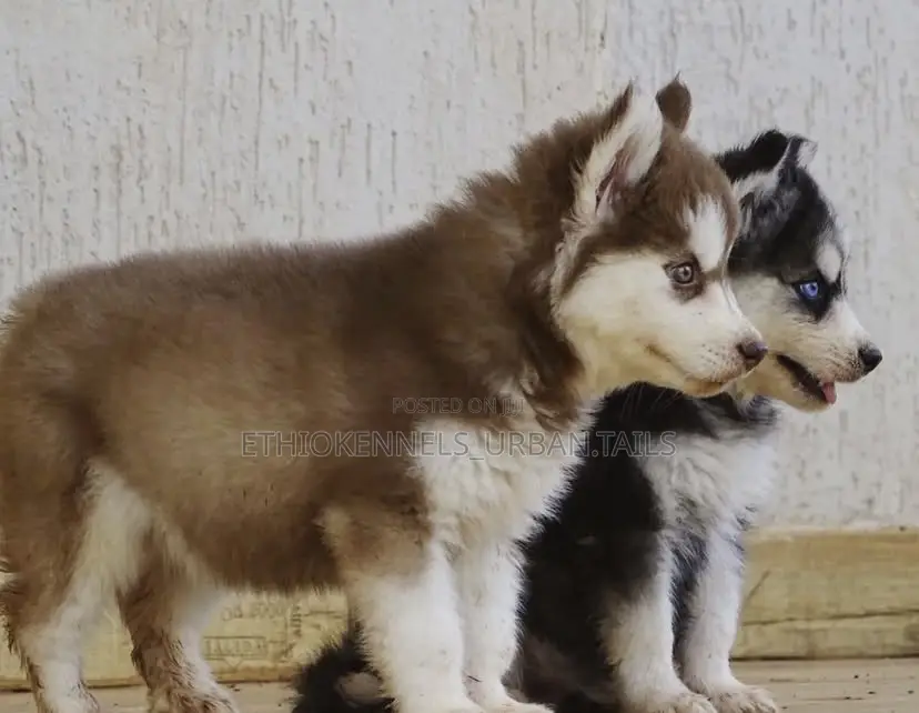 1-3 months Female Purebred Siberian Husky