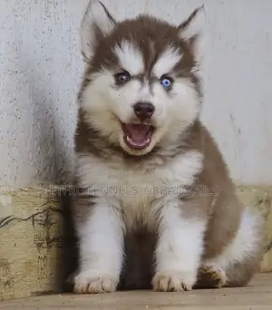 1-3 months Female Purebred Siberian Husky