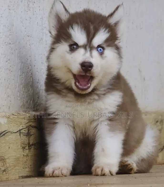 1-3 months Female Purebred Siberian Husky