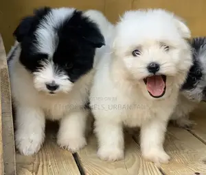 Photo - 1-3 months Female Mixed Breed Maltese