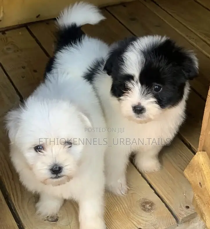 1-3 months Female Mixed Breed Maltese