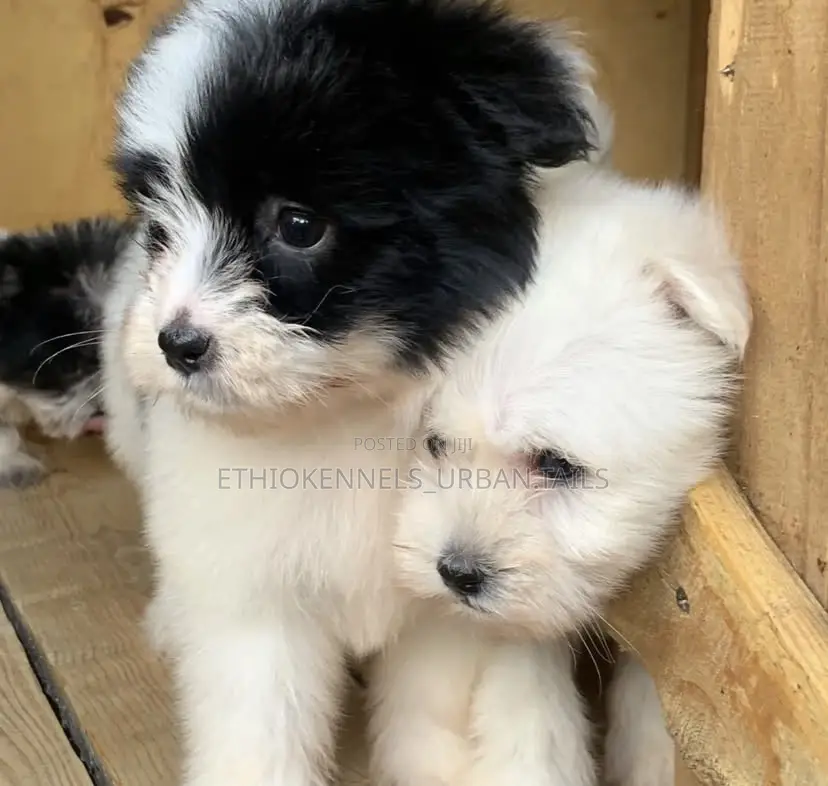 1-3 months Female Mixed Breed Maltese