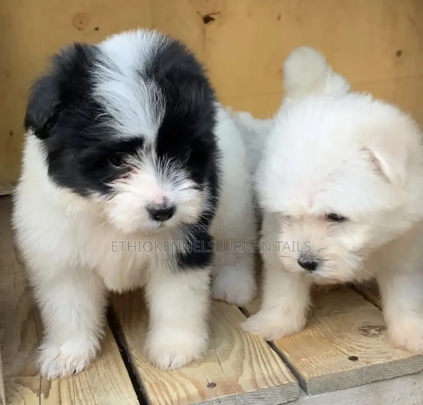 1-3 months Female Mixed Breed Maltese