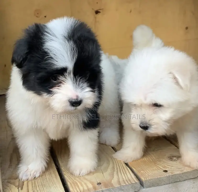 1-3 months Female Mixed Breed Maltese