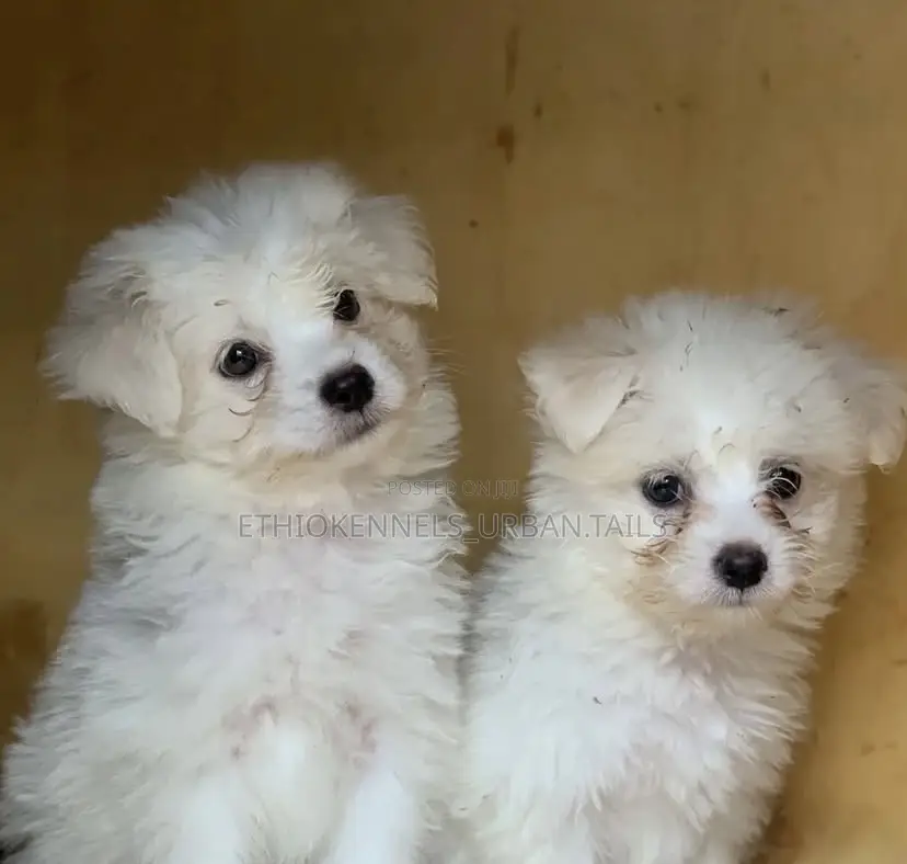 1-3 months Female Mixed Breed Maltese