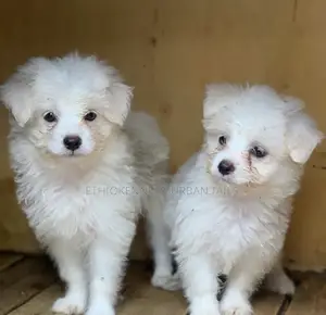 1-3 months Female Mixed Breed Maltese